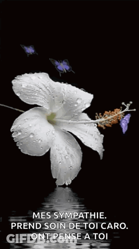 A White Flower With Water Drops On It Is Surrounded By Butterflies . GIF