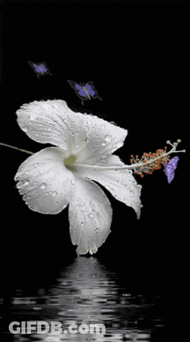 A White Flower With Water Drops On It Is Surrounded By Purple Butterflies GIF