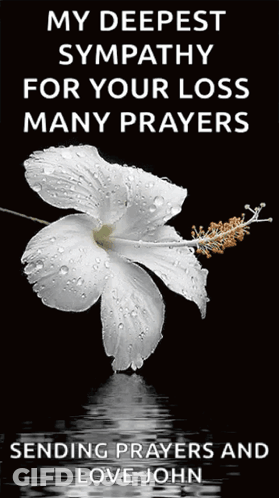 A White Flower With Water Drops On It On A Black Background GIF