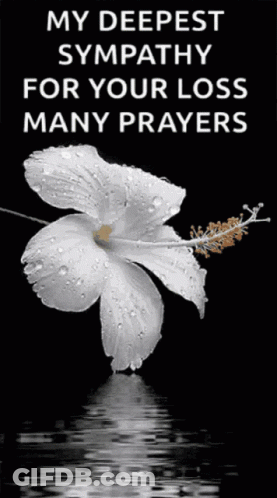 A White Flower With Water Drops On It On A Black Background GIF