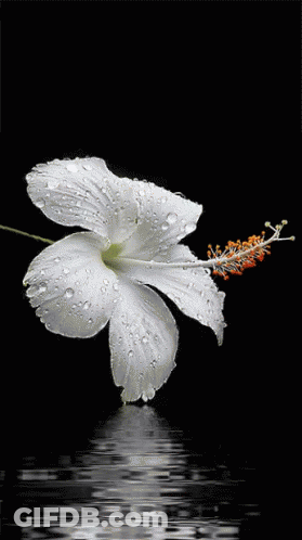 A White Flower With Water Drops On The Petals Is Reflected In The Water GIF