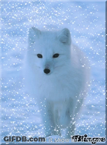 A White Fox In The Snow With The Words Let It Snow Let It Snow Let It Snow GIF