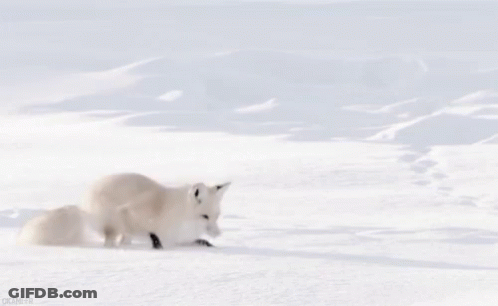 A White Fox Is Jumping In The Air While Playing In The Snow . GIF
