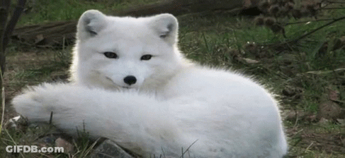 A White Fox Is Laying In The Grass And Looking At The Camera . GIF