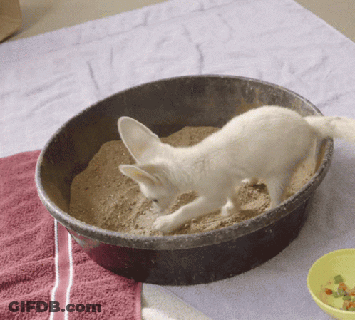 A White Fox Is Playing In A Black Bowl Of Sand GIF