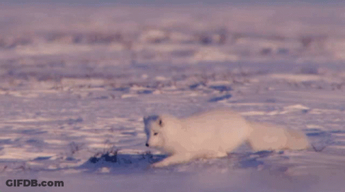A White Fox Is Running In The Snow GIF