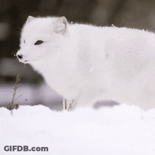 A White Fox Is Standing In The Snow GIF