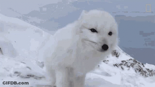 A White Fox Is Standing On Top Of A Snow Covered Hill GIF