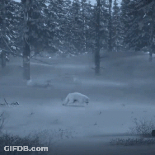 A White Fox Is Walking In The Snow In A Forest . GIF