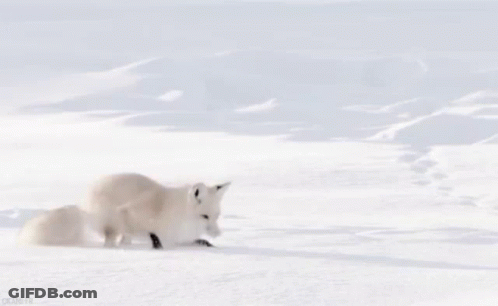A White Fox Is Walking Through The Snow In The Wild . GIF