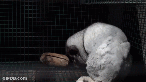 A White Furry Animal In A Cage With A Rock In The Background GIF