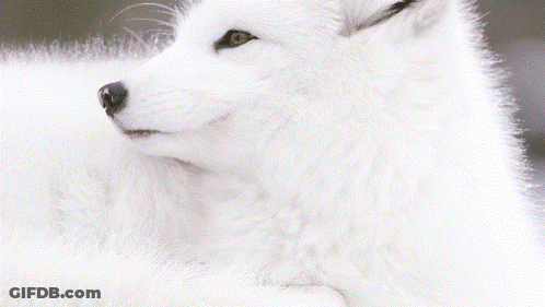 A White Furry Animal Laying In The Snow With Its Eyes Closed GIF