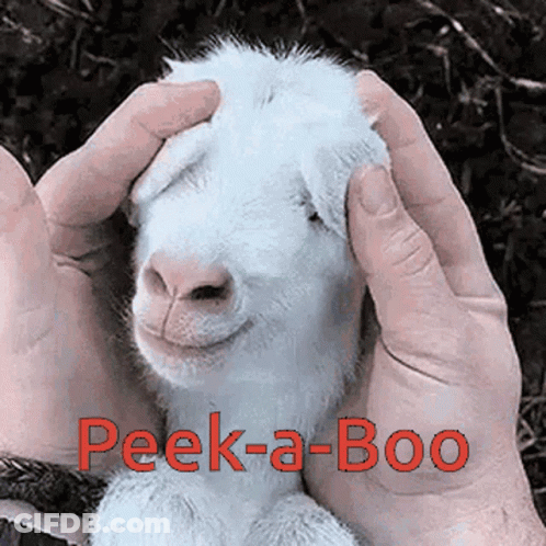 A White Goat Is Being Held By A Person With The Words Peek-A-Boo In Red GIF