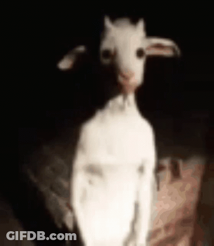 A White Goat Is Standing In The Dark With A Person Holding It . GIF