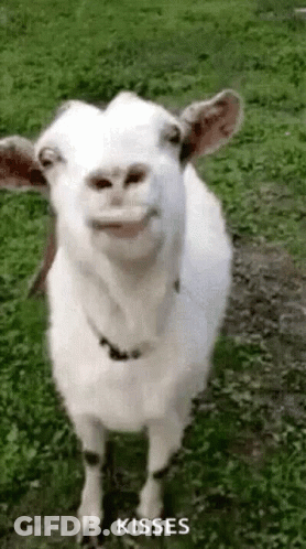 A White Goat Is Standing In The Grass And Making A Face . GIF