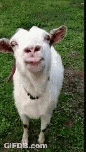 A White Goat Is Standing In The Grass And Making A Face GIF