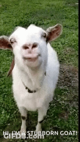 A White Goat Is Standing In The Grass With Its Mouth Open And Says Hi I 'M A Stubborn Goat GIF