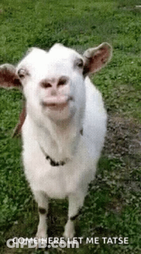 A White Goat Is Standing In The Grass With Its Mouth Open And Smiling . GIF