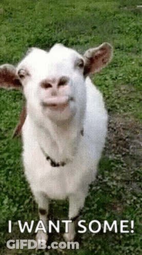 A White Goat Is Standing In The Grass With Its Mouth Open And Smiling . GIF
