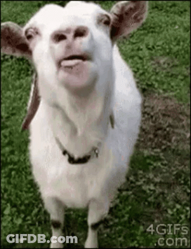 A White Goat Is Standing In The Grass With Its Tongue Hanging Out . GIF