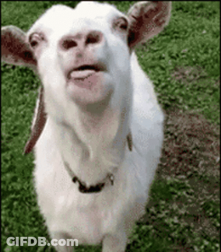 A White Goat Is Standing In The Grass With Its Tongue Out . GIF