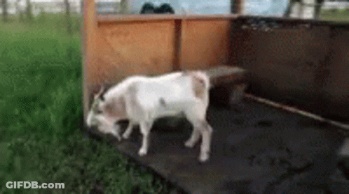 A White Goat Is Standing Next To A Wooden Fence In The Grass . GIF