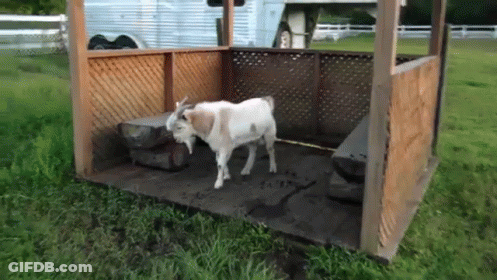 A White Goat Standing In A Wooden Shelter GIF