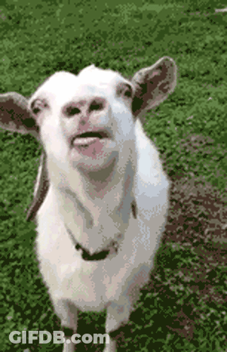A White Goat Standing In The Grass With Its Tongue Hanging Out GIF