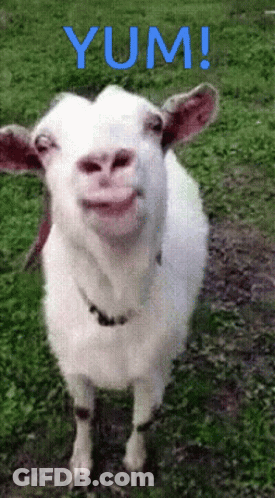A White Goat Standing In The Grass With The Word Yum In Blue Letters Behind It GIF