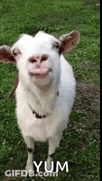 A White Goat Standing In The Grass With The Word Yum Written On The Bottom GIF