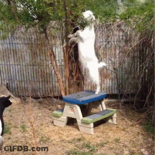 A White Goat Standing On Its Hind Legs On A Picnic Table GIF