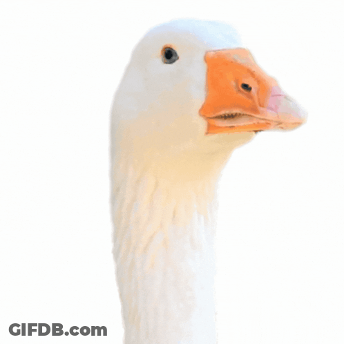 A White Goose With An Orange Beak Holds A Gun In Its Beak GIF