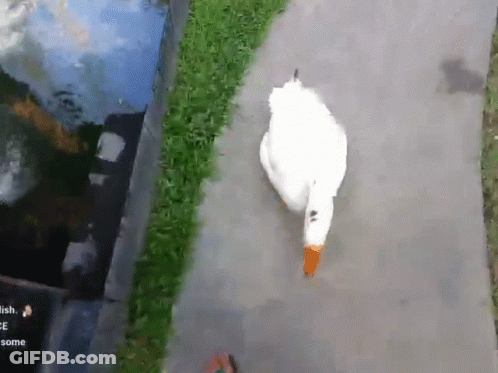 A White Goose With An Orange Beak Is Walking Down A Sidewalk Next To A Grassy Area GIF