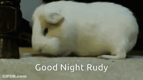 A White Guinea Pig With The Words Good Night Rudy Written Below It GIF