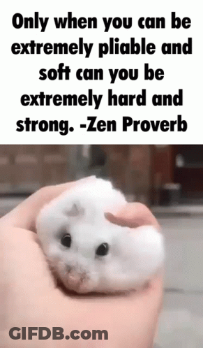 A White Hamster Is Being Held In A Person 'S Hand With A Quote From Zen Proverb GIF