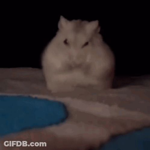A White Hamster Is Sitting On A Bed In The Dark . GIF