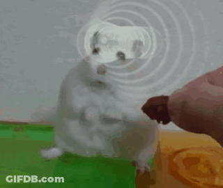 A White Hamster Is Standing On Its Hind Legs And Looking At Something GIF