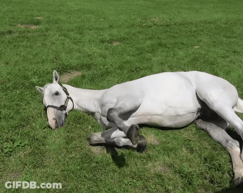 A White Horse Is Laying On Its Back In The Grass GIF