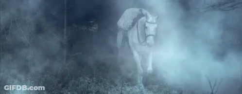 A White Horse Is Standing In The Middle Of A Foggy Forest . GIF