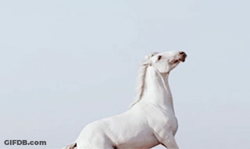 A White Horse Is Standing On Its Hind Legs GIF