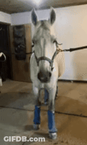 A White Horse Wearing Blue Socks Is Standing In A Room GIF