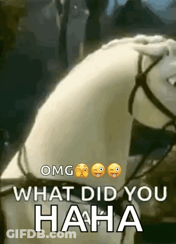 A White Horse With A Bridle And A Caption That Says `` What Did You Haha '' GIF