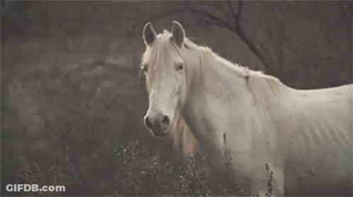 A White Horse With A Long Mane Is Standing In A Field Looking At The Camera . GIF