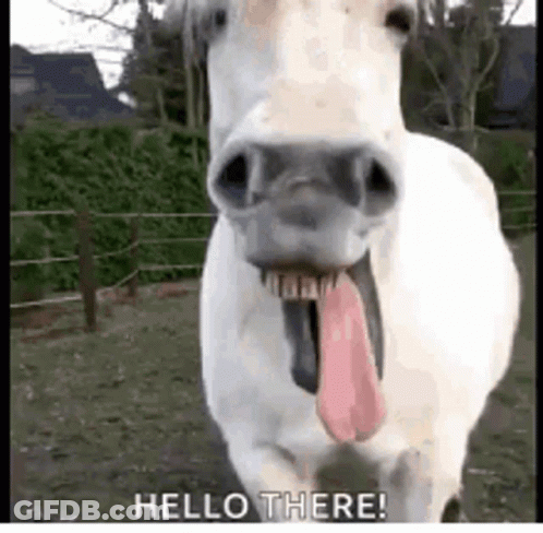 A White Horse With A Long Pink Tongue Sticking Out Is Standing In A Field . GIF