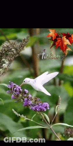A White Hummingbird Is Perched On A Purple Flower With The Word Autumn In The Background GIF