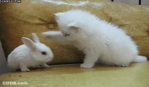 A White Kitten And A White Rabbit Are Playing On A Couch And The Rabbit Is Looking At The Cat GIF