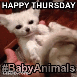 A White Kitten Is Being Held By A Person And Says Happy Thursday #Baby Animals GIF