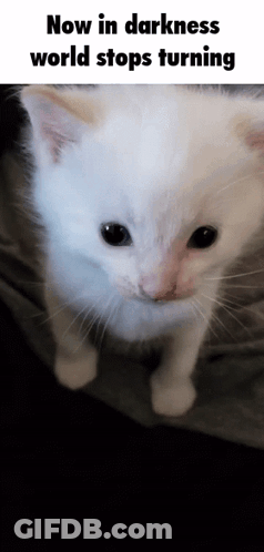 A White Kitten Is Looking At The Camera With The Words Now In Darkness World Stops Turning Above It GIF