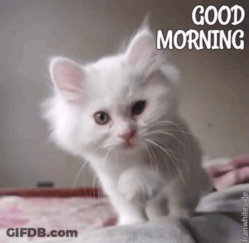 A White Kitten Is Sitting On A Bed With The Words " Good Morning " Above It GIF