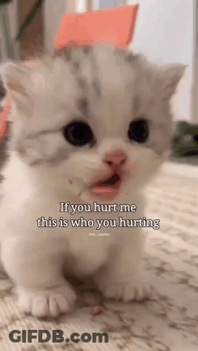 A White Kitten Is Sitting On The Floor With Its Mouth Open And A Caption That Says `` If You Hurt Me This Is Who You Hur GIF